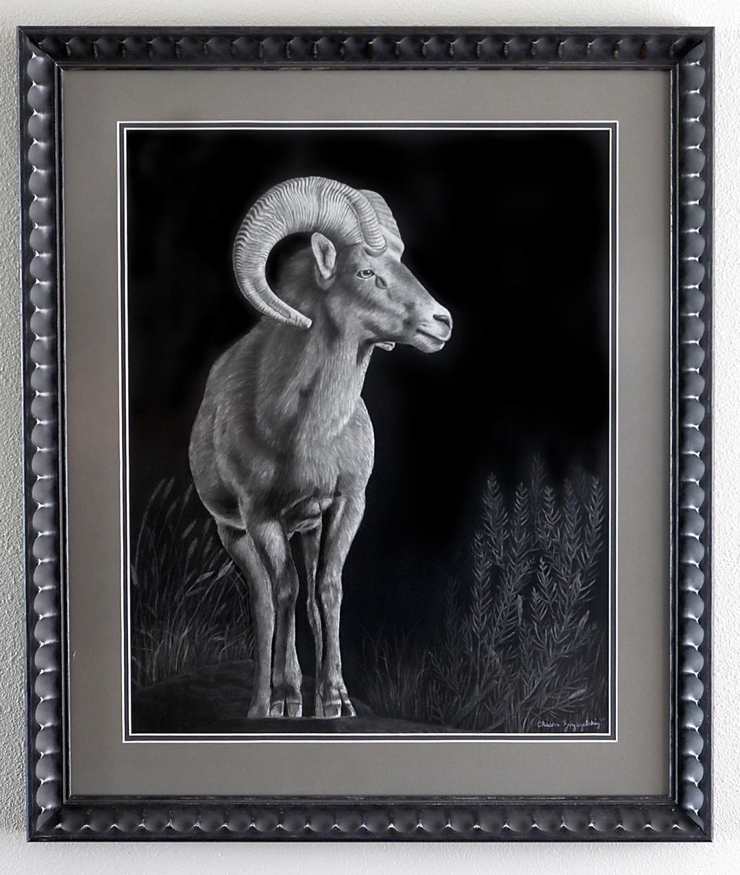 "Bighorn Sheep of the West"